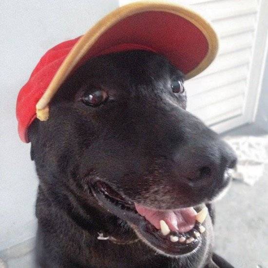 abandoneddoggasstationemployeenegaobrazil1660x550.jpg