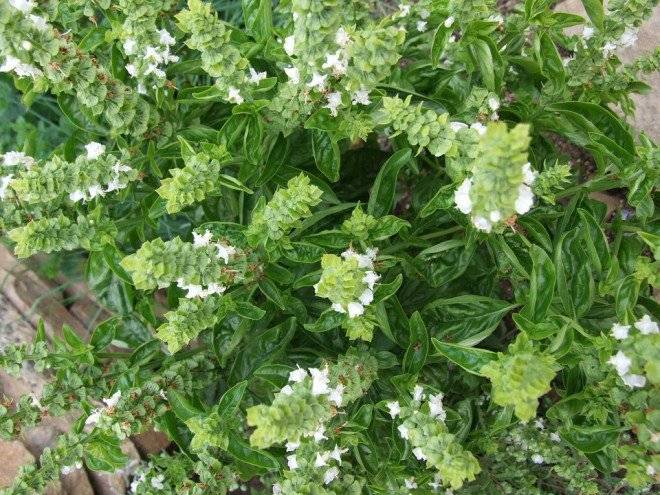 basil341935960720660x550.jpg