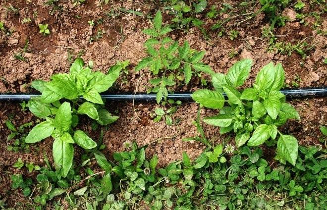 basil381960960720660x550.jpg