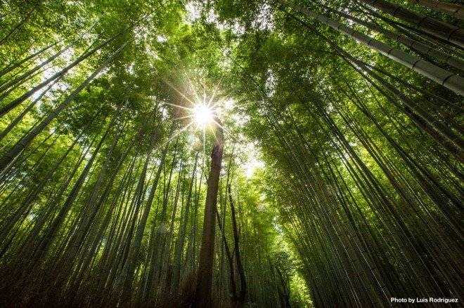 bosquedebambc3baarashiyama1660x550-1.jpg