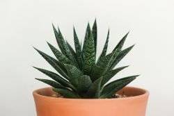 cactus3105368960720250x167.jpg
