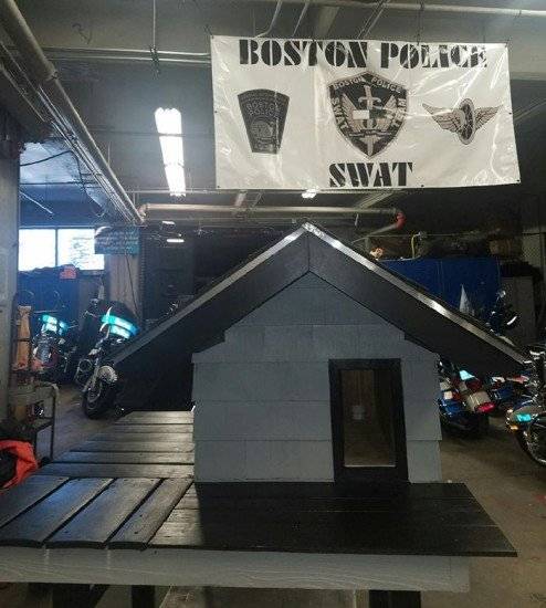 copsbuildstrayswatcatcondo3660x550.jpg