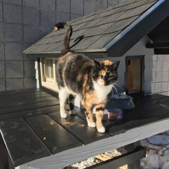 copsbuildstrayswatcatcondo7660x550.jpg