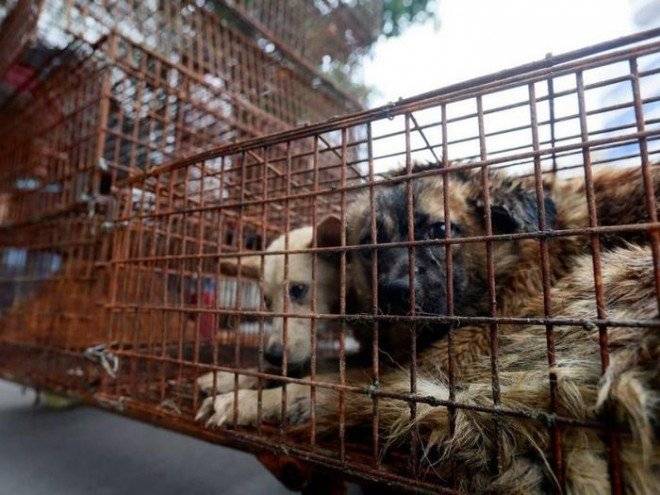 dogmeatbanyulinfestivalchina2660x550.jpg