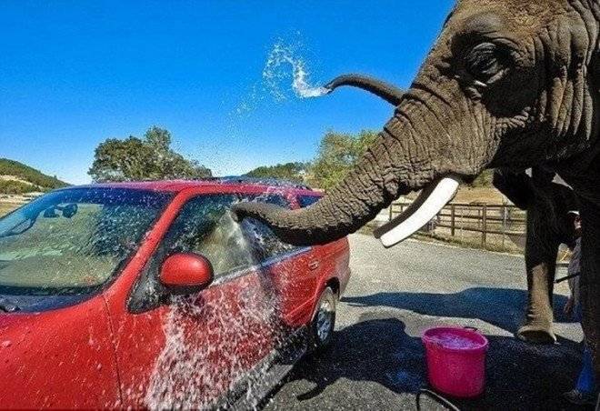 elefantessonforzadoslavarautosparalosturistasenuncruelzoologicovideo3660x550.jpg