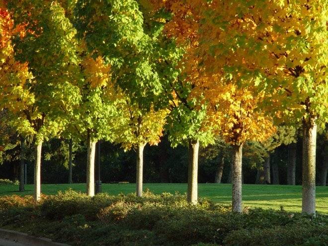 fallcolorsinurbanforest660x550.jpg
