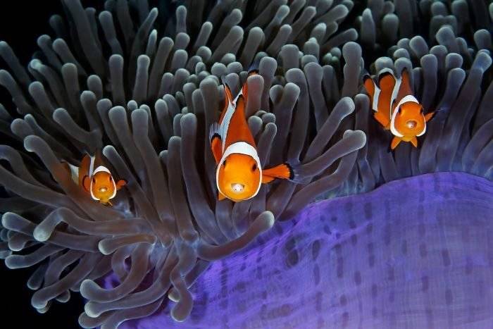 finalistswildlifephotographeroftheyear20171159ba294b79350700700x467.jpg
