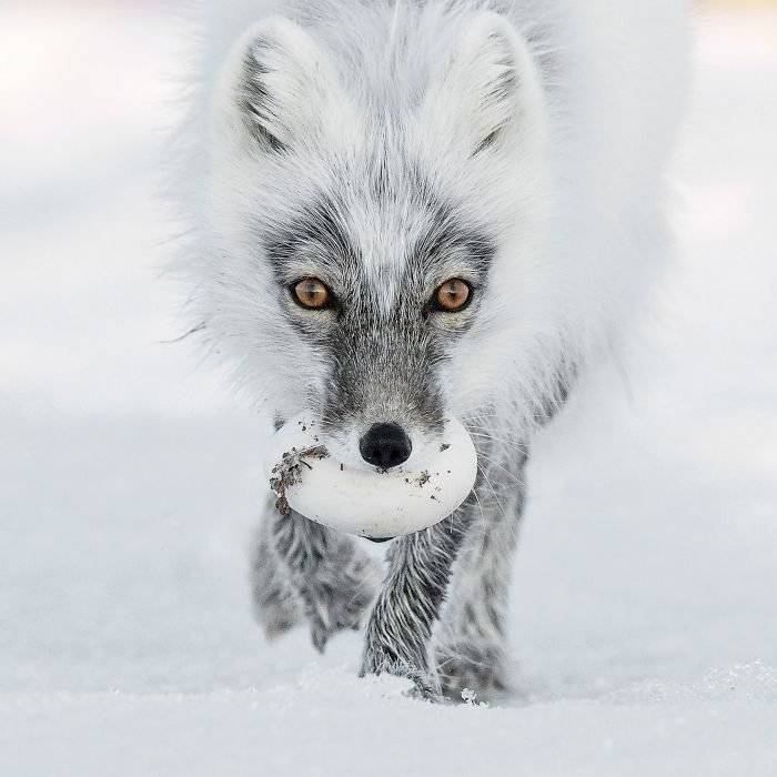 finalistswildlifephotographeroftheyear20171359ba29530f947700700x700.jpg