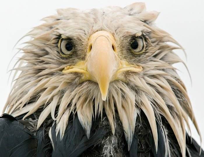 finalistswildlifephotographeroftheyear2017159ba29574fc9a700700x541.jpg