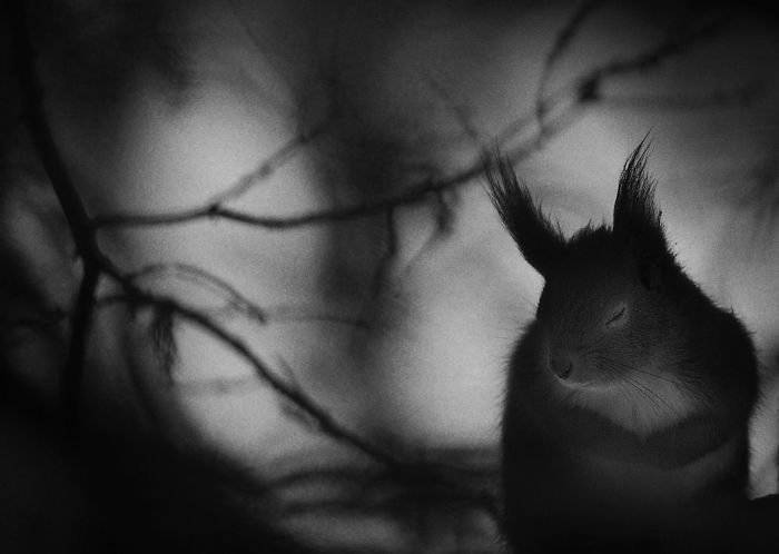 finalistswildlifephotographeroftheyear2017259ba295a1595b700700x498.jpg