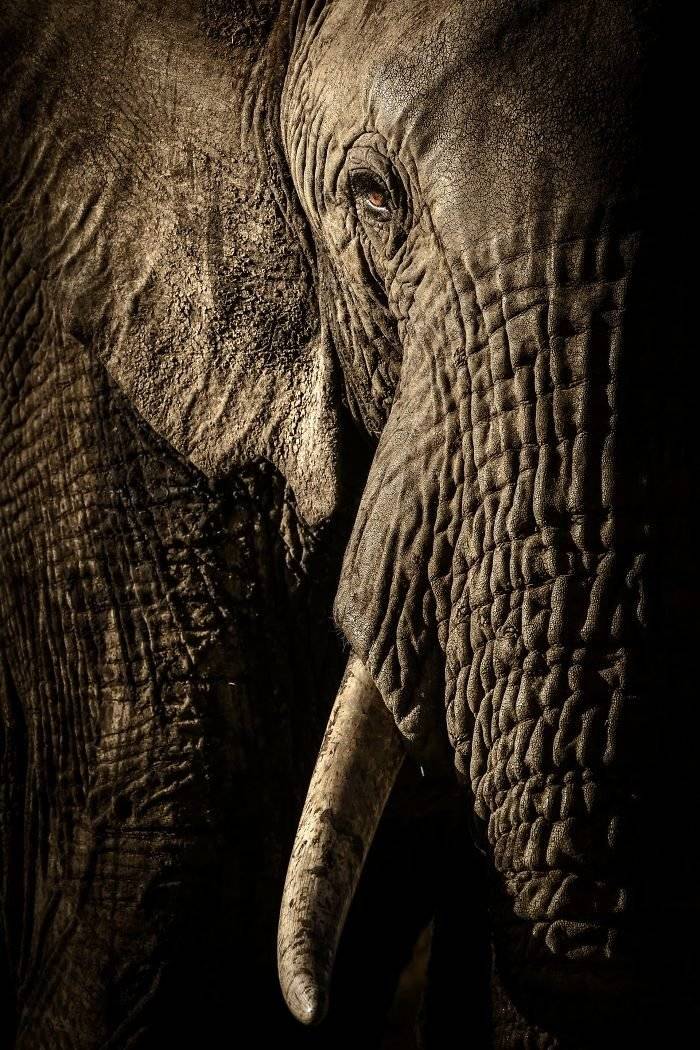 finalistswildlifephotographeroftheyear2017459ba29613e834700700x1050.jpg