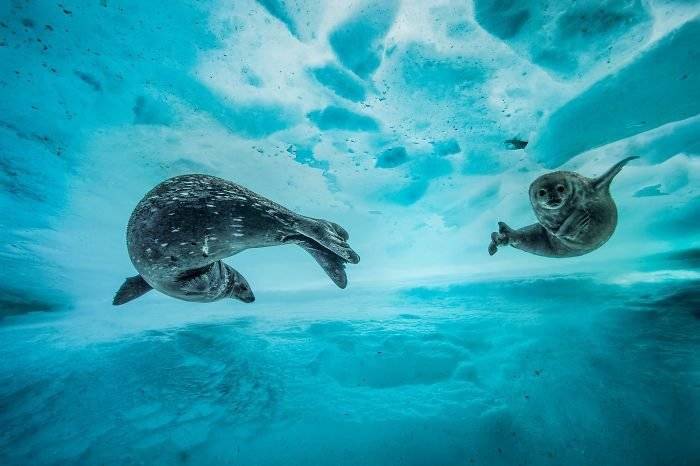 finalistswildlifephotographeroftheyear2017559ba296527490700700x466.jpg