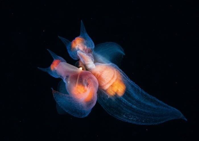 finalistswildlifephotographeroftheyear2017659ba293d45d44700700x497.jpg