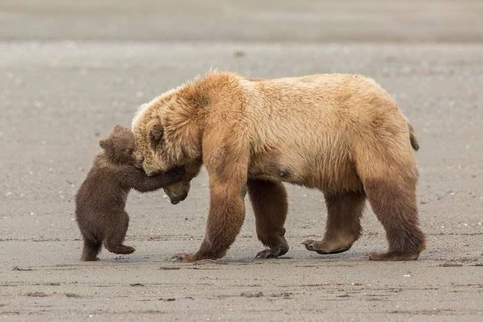 finalistswildlifephotographeroftheyear2017759ba294043d5b700700x467.jpg