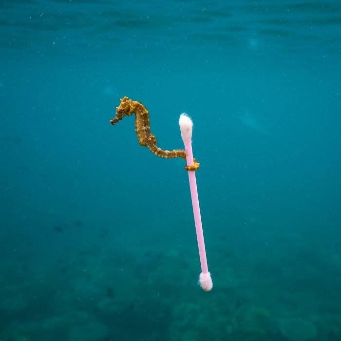 finalistswildlifephotographeroftheyear2017859ba294270cb7700700x700.jpg