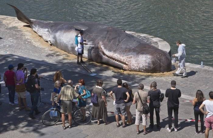 francewhalealfredo.gonzalezpublimetro.com.mx2700x454.jpg