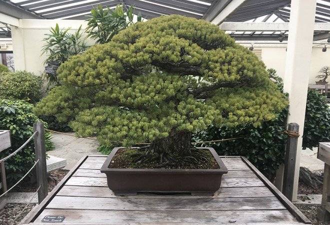 hiroshimabonsaitree1660x550.jpg