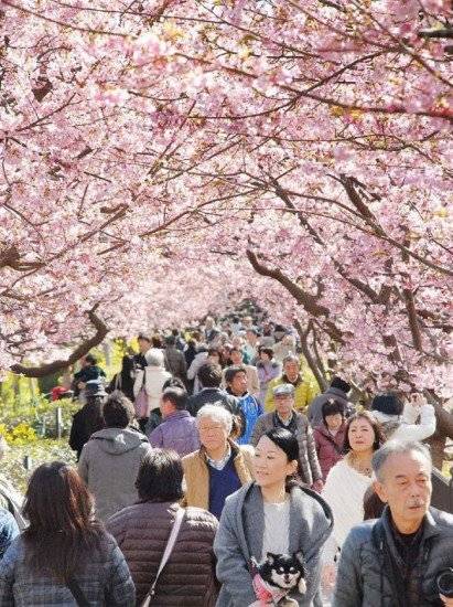 kawazucherryblossomsshizuokajapan13660x550.jpg