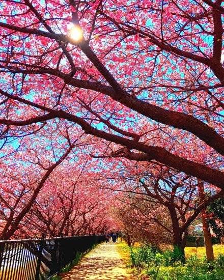 kawazucherryblossomsshizuokajapan3660x550.jpg