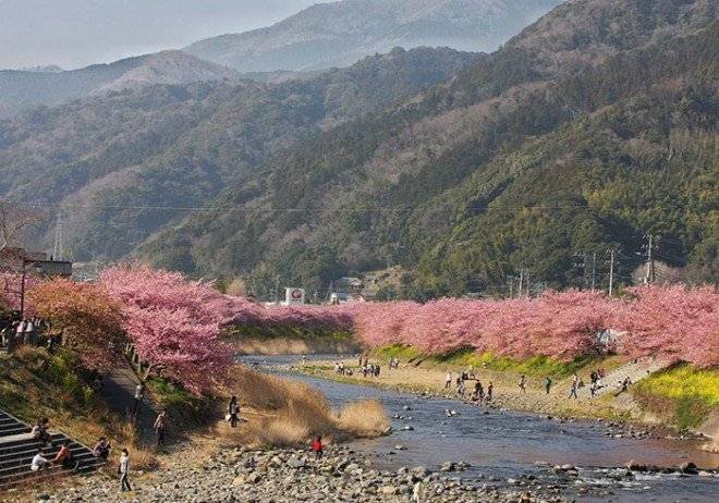 kawazucherryblossomsshizuokajapan5660x550.jpg