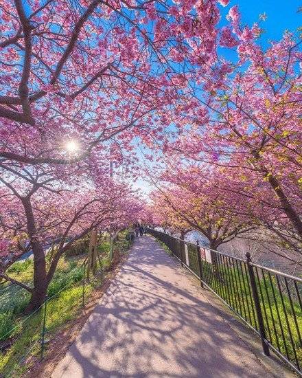 kawazucherryblossomsshizuokajapan7660x550.jpg