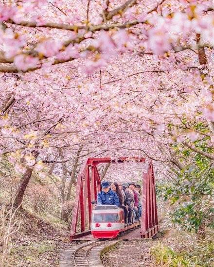kawazucherryblossomsshizuokajapan8660x550.jpg