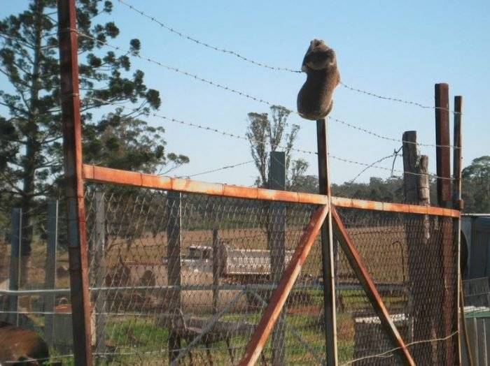 koalaouchbarbedwire700x524.jpg
