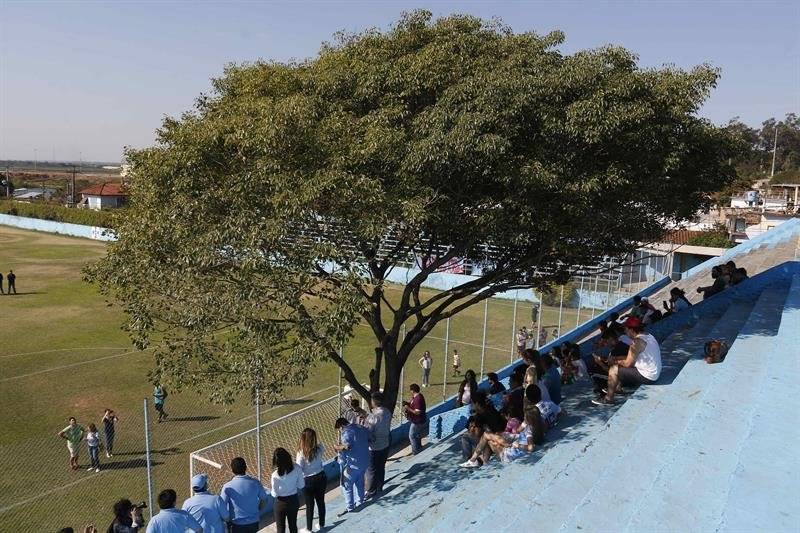 lapachoc3a1rbolestadio.jpg