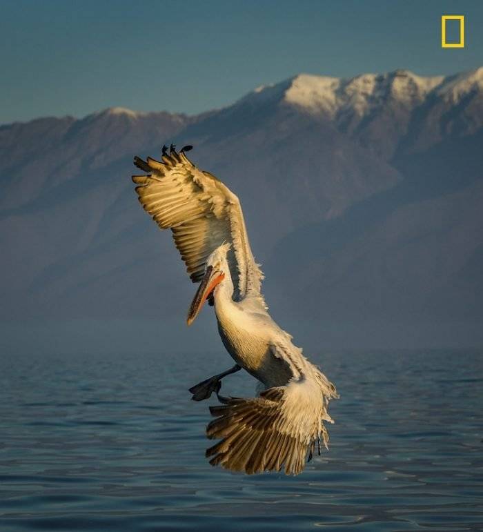 ngnaturephotographercontest2017prodyourshot010700x771.jpg