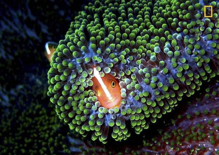 ngnaturephotographercontest2017prodyourshot019700x496.jpg
