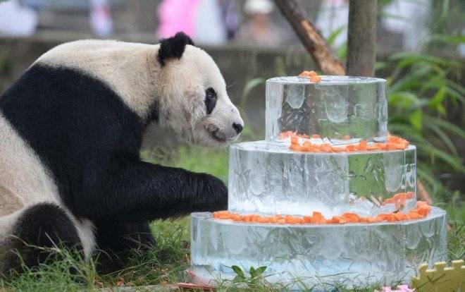 pandagigante6660x550.jpg