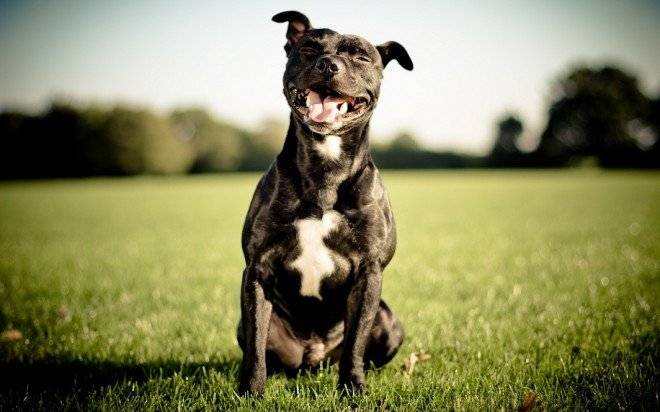 peleasdeperros660x550.jpg