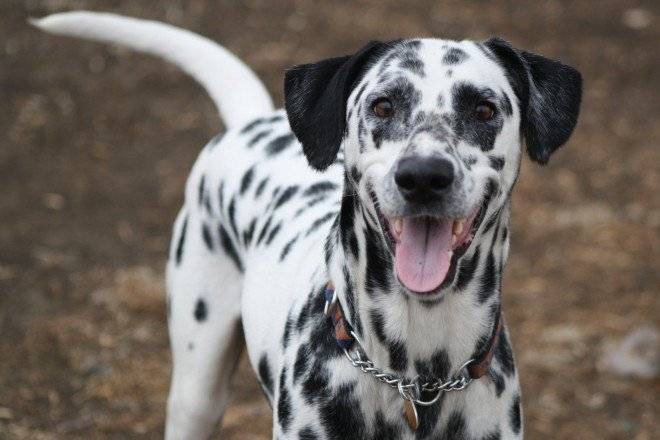perro660x550.jpg