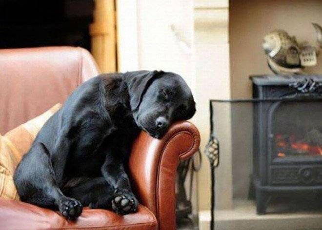 perrodurmiendosofa660x550.jpg