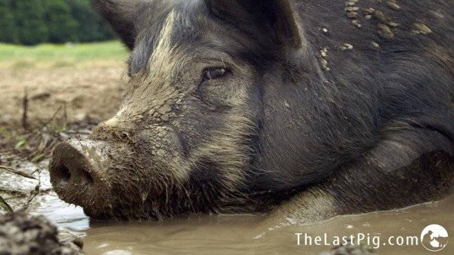 piginmudmed.cutext1030x579660x550.jpg