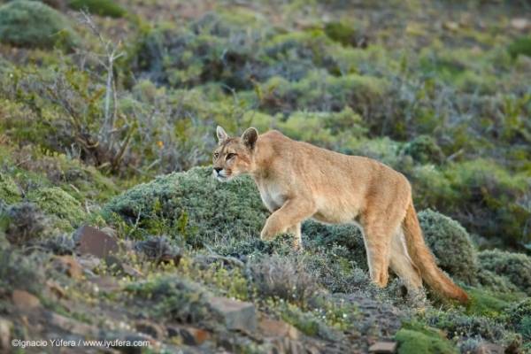 puma si puma si
