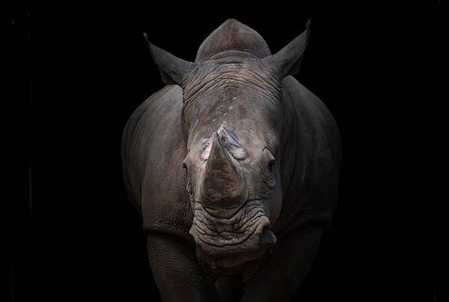 rhinohed540863320660x550.jpg