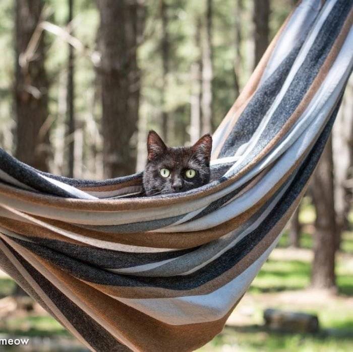travelingwithcatsricheast12700x699.jpg