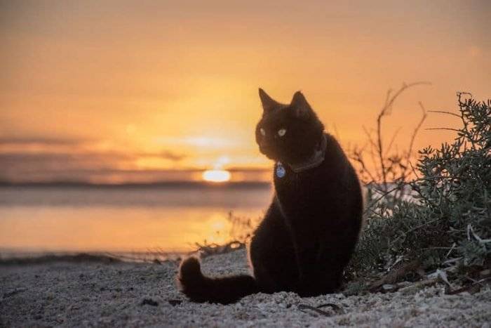 travelingwithcatsricheast4700x467.jpg