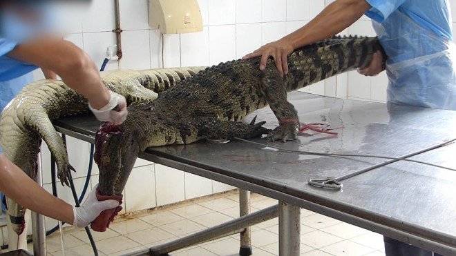 vietnamcrocodileskintradeinvestigationscreenshot1660x550.jpg