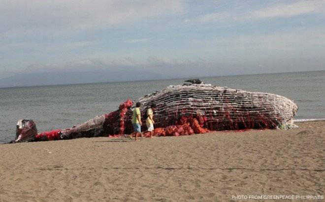 whalereplicagreenpeace3cnnph660x550.jpg