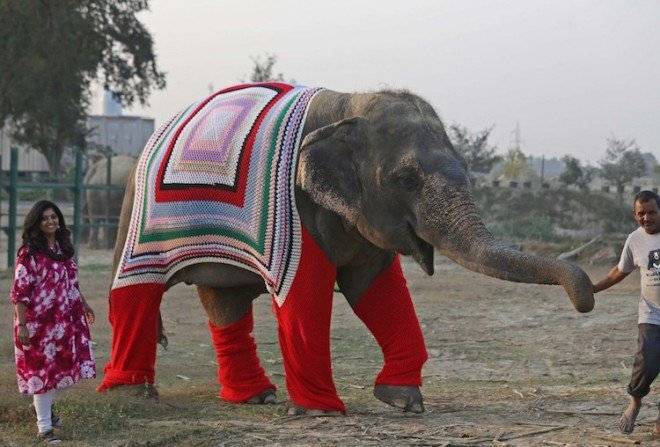 wildlifesoselepantsweaters1660x550.jpg