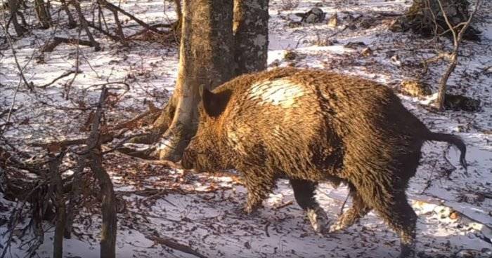 youwontbelievehowmanydifferentanimalspassthissinglebeechtreeinitaly700x368.jpg