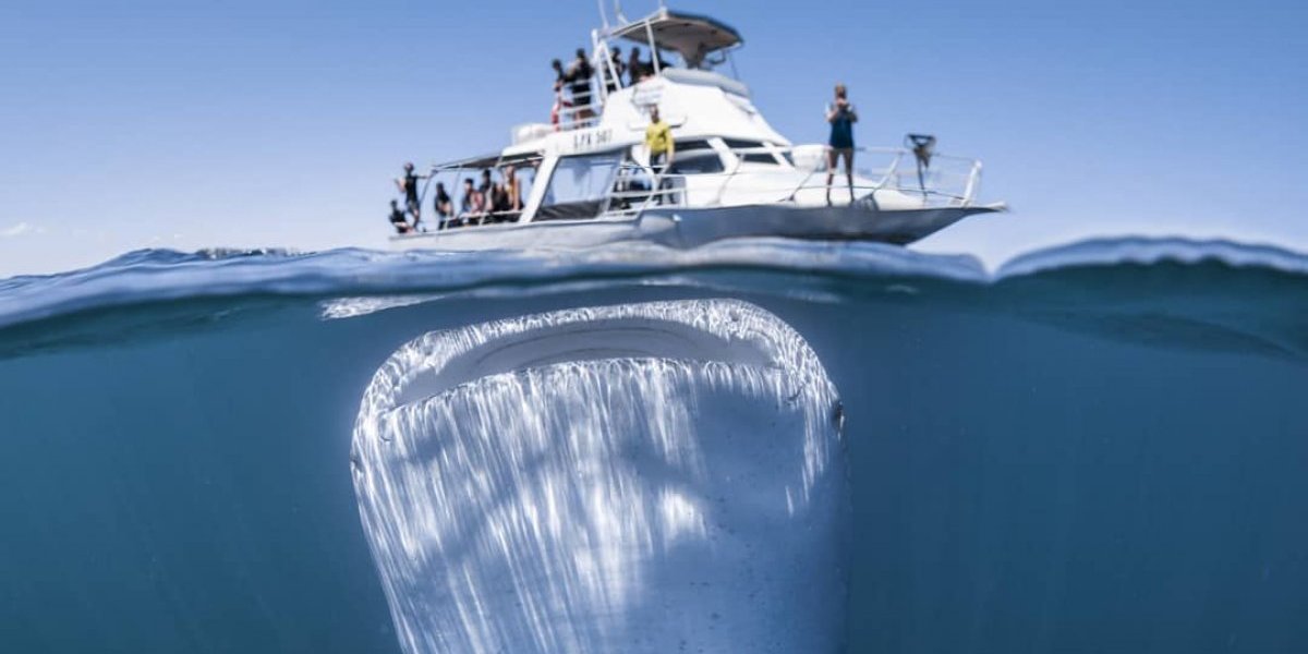 Impactantes imágenes de tiburón ballena captadas por un fotógrafo bajo el agua
