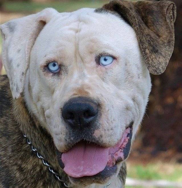 Perro