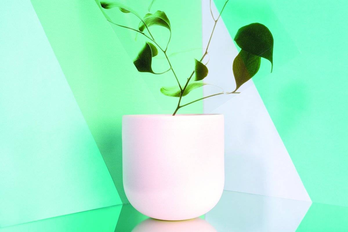 Plantas interiores