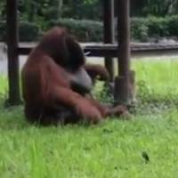 Captan a orangután fumando en zoológico de Indonesia y se vuelve viral