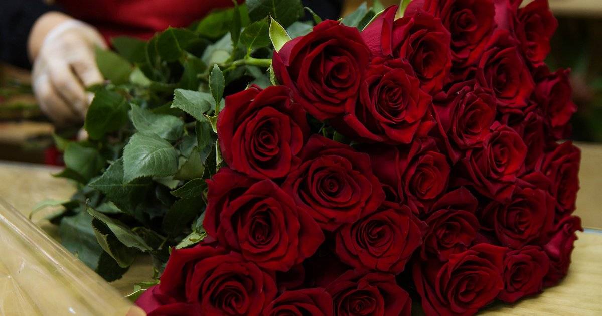 Rosas vermelhas