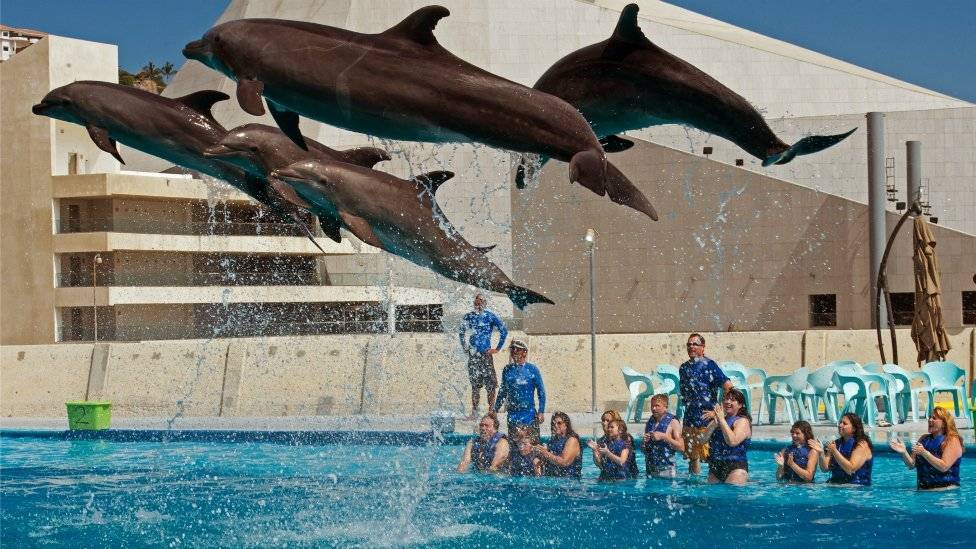 100329840delfinesloscabos976x549-cb2ab463af53e2b88ee331bea9e9b9f4.jpg