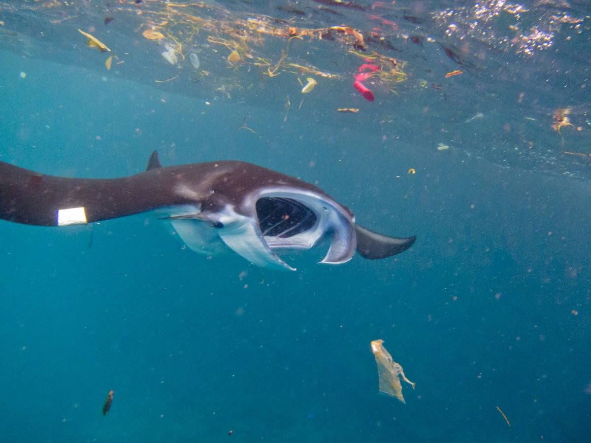 Estudio señala que casi la mitad de las especies de rayas mobula están amenazadas por los microplásticos.